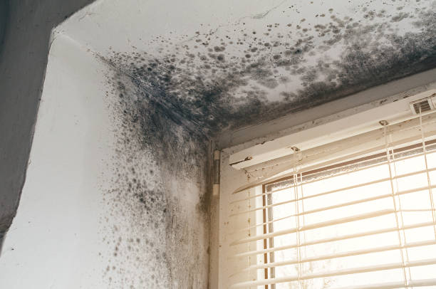 Affordable Mold Remediation solutions in Kincheloe, MI