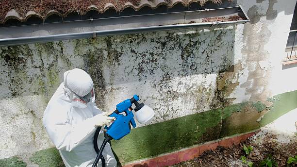 Top rated local Mold Remediation specialists in Kincheloe, MI
